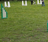 Flyball or Football? Decisions, decisions...