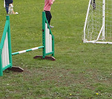 Flyball or Football? Decisions, decisions...