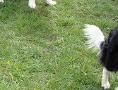 Cello & brother Ruban, with mother Folly leaving the scene!