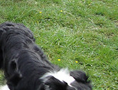 Cello & brother Ruban, with mother Folly leaving the scene!