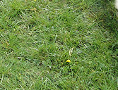 Cello & brother Ruban, with mother Folly leaving the scene!