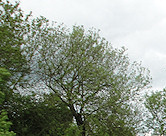 Good boy Elmo, waiting to go!