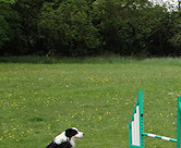 Good boy Elmo, waiting to go!