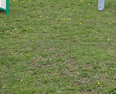 Good boy Elmo, waiting to go!