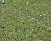 Good boy Elmo, waiting to go!