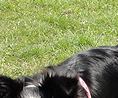 Molly on her way to say hello