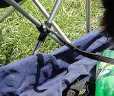 Molly on her way to say hello