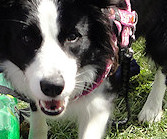 Molly on her way to say hello