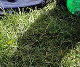 Molly on her way to say hello