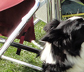 Star & Honorary Darian Trix