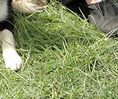 Star & Honorary Darian Trix