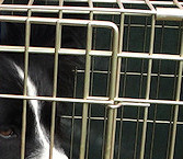 Amy's Summer waits patiently