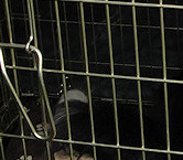 Amy's Summer waits patiently