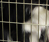 Amy's Summer waits patiently