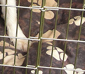 Amy's Summer waits patiently