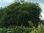 Palmer's Farm, Wilmcote